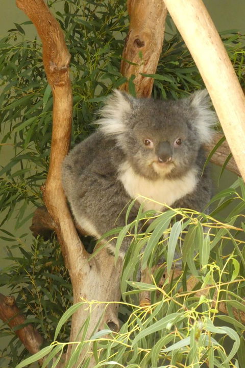 Cruise Ship Special Ex Hobart: Mt Wellington, Richmond, Bonorong With Free WiFi - Darwin Holiday 5