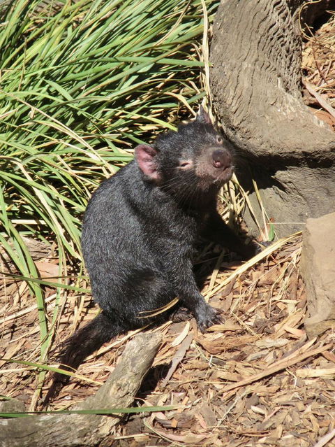 Small-Group Tour From Hobart: Mt Wellington, Bonorong Wildlife Park And Richmond - Darwin Holiday 7