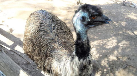 Small-Group Tour From Hobart: Mt Wellington, Bonorong Wildlife Park And Richmond - Darwin Holiday 18