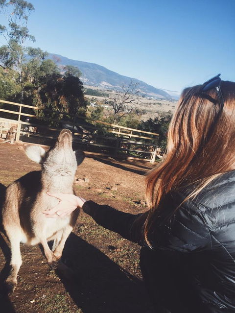 Small-Group Tour From Hobart: Mt Wellington, Bonorong Wildlife Park And Richmond - Darwin Holiday 4