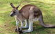 Small-Group Tour From Hobart: Mt Wellington, Bonorong Wildlife Park And Richmond - thumb 17