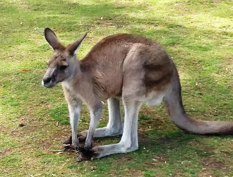 Small-Group Tour From Hobart: Mt Wellington, Bonorong Wildlife Park And Richmond - Darwin Holiday 17