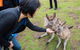 Small-Group Tour From Hobart: Mt Wellington, Bonorong Wildlife Park And Richmond - thumb 15