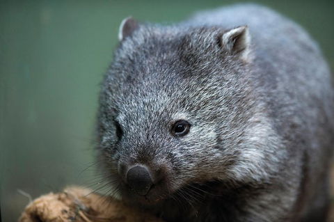 Small-Group Tour From Hobart: Mt Wellington, Bonorong Wildlife Park And Richmond - Darwin Holiday 28