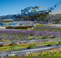 Private Tasman Peninsula Cruise Ship Tour from Port Arthur - Darwin Holiday