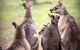 Private Mt Wellington, Richmond, Bonorong Wildlife Sanctuary Tour From Hobart - thumb 1