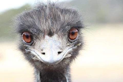 ZOODOO ZOO Tour, Meet The Famous Tasmanian Devil, Cuddle A Kangaroo, Feed A Lion - Darwin Holiday 1