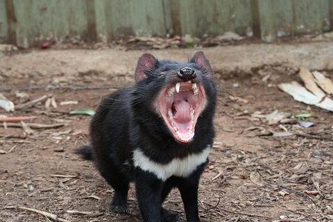 ZOODOO ZOO Tour, Meet The Famous Tasmanian Devil, Cuddle A Kangaroo, Feed A Lion - Darwin Holiday 0