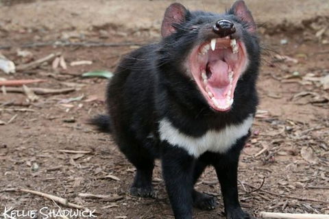 Bonorong Wildlife Park Shuttle - Cruise Ship Shore Excursion - Darwin Holiday 1