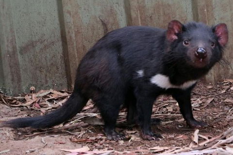 Bonorong Wildlife Park Shuttle - Cruise Ship Shore Excursion - Darwin Holiday 0