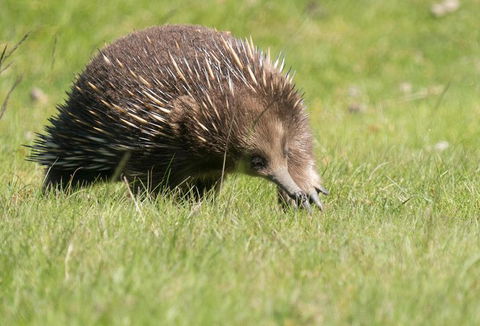 Wildlife Day Tour (4+ Hours, $195 Per Person) - Darwin Holiday 7