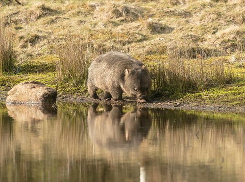 Wildlife Day Tour (4+ Hours, $195 Per Person) - Darwin Holiday 13