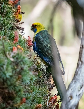 Wildlife Day Tour (4+ Hours, $195 Per Person) - Darwin Holiday 10