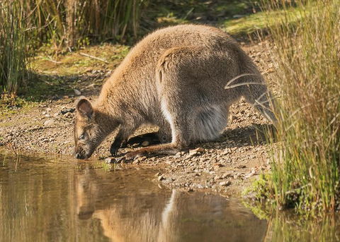 Wildlife Day Tour (4+ Hours, $195 Per Person) - Darwin Holiday 14