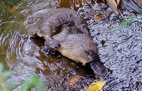 Wildlife Day Tour (4+ Hours, $195 Per Person) - Darwin Holiday 8