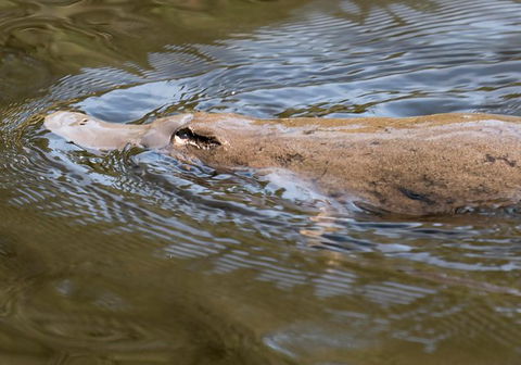 Wildlife Day Tour (4+ Hours, $195 Per Person) - Darwin Holiday 3