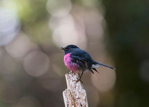 Wildlife Day Tour (4+ Hours, $195 Per Person) - Darwin Holiday 5