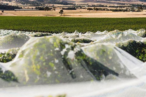 A Sommelier Guided Tour: Thursday Afternoon Wine Gin Cheese & Cocktails - Darwin Holiday 5