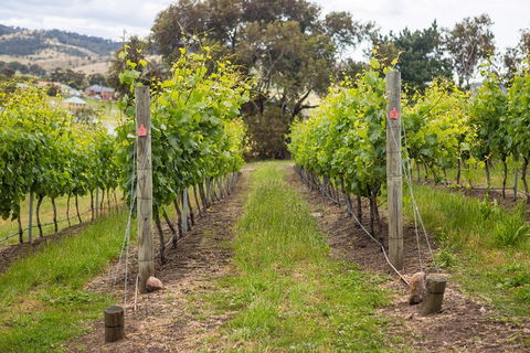A Sommelier Guided Tour: Thursday Afternoon Wine Gin Cheese & Cocktails - Darwin Holiday 3