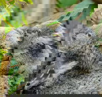 Hobart's best city nature wildlife and fine cuisine - Darwin Holiday