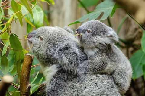 Hobart\'s Best: City, Nature, Wildlife, And Fine Cuisine - Darwin Holiday 0