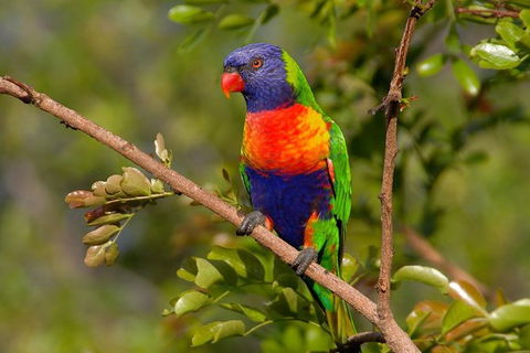 Hobart\'s Best: City, Nature, Wildlife, And Fine Cuisine - Darwin Holiday 3