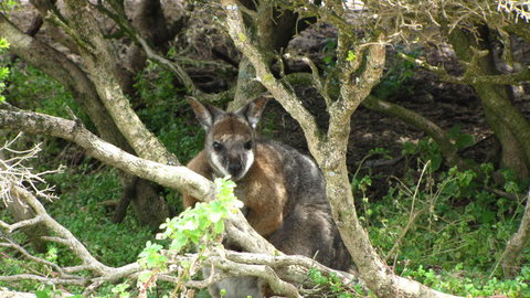 Kangaroo Island In A Day Tour From Adelaide - Darwin Holiday 23
