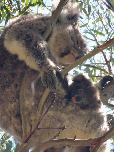 Kangaroo Island In A Day Tour From Adelaide - Darwin Holiday 16