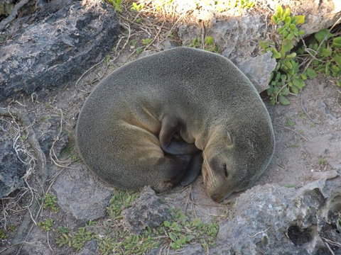 Kangaroo Island In A Day Tour From Adelaide - Darwin Holiday 12