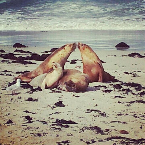 Kangaroo Island In A Day Tour From Adelaide - Darwin Holiday 24