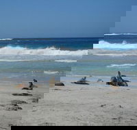 Kangaroo Island in a Day Tour from Adelaide - Darwin Holiday