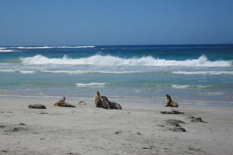 Kangaroo Island In A Day Tour From Adelaide - Darwin Holiday 0