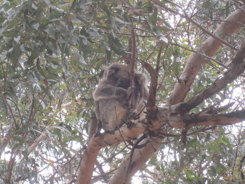 Kangaroo Island In A Day Tour From Adelaide - Darwin Holiday 22