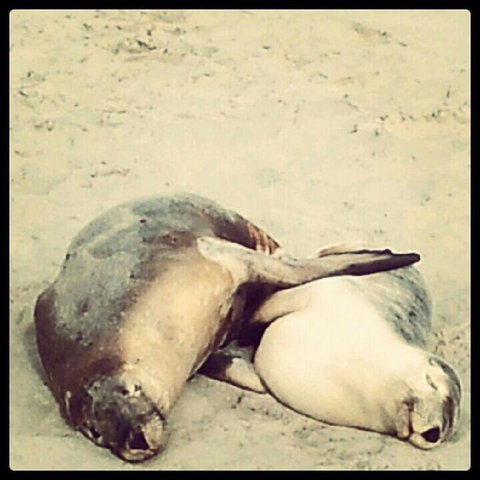 Kangaroo Island In A Day Tour From Adelaide - Darwin Holiday 25