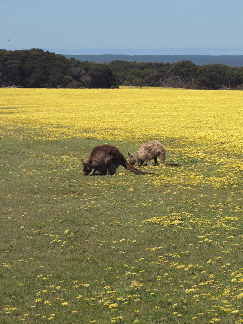 Kangaroo Island In A Day Tour From Adelaide - Darwin Holiday 14