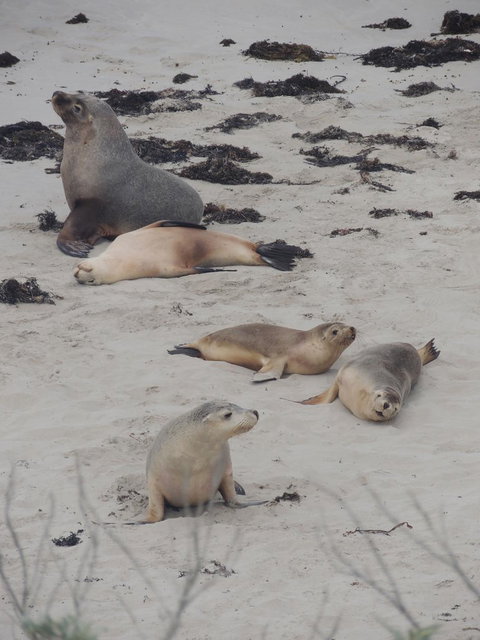 Kangaroo Island In A Day Tour From Adelaide - Darwin Holiday 15