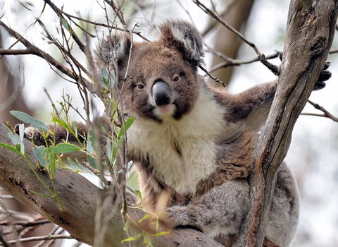 Kangaroo Island In A Day Tour From Adelaide - Darwin Holiday 27