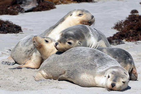 Small-Group Kangaroo Island 4WD Tour From Adelaide - Darwin Holiday 8