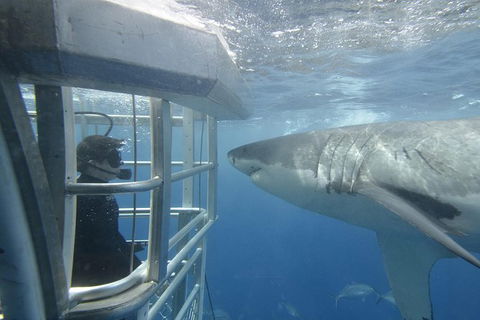 White Shark Tour With Optional Cage Dive From Port Lincoln - Darwin Holiday 1