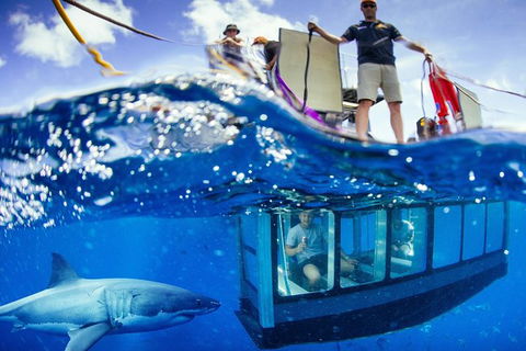 White Shark Tour With Optional Cage Dive From Port Lincoln - Darwin Holiday 0