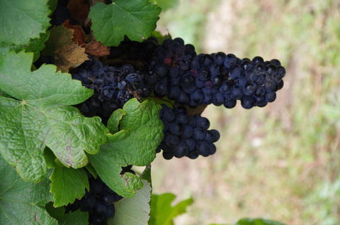 Barossa Valley Wineries Tour With Tastings And Lunch From Adelaide - Darwin Holiday 5