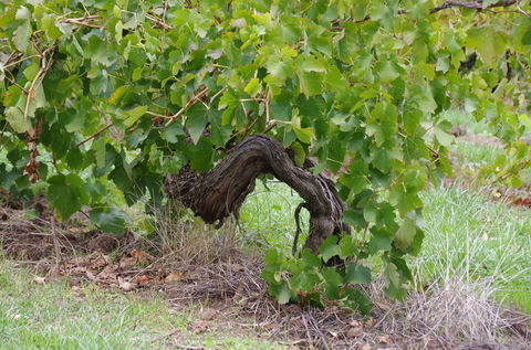Barossa Valley Wineries Tour With Tastings And Lunch From Adelaide - Darwin Holiday 7