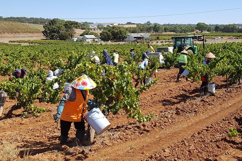 Clare Valley Intimate Winery Tour By Private Limo From Adelaide - Darwin Holiday 2