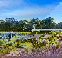 Micro-Group Barossa Valley Wine Tour from Adelaide - Darwin Holiday