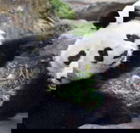 Adelaide Zoo Behind the Scenes Experience Exclusive Giant Panda Experience - Darwin Holiday