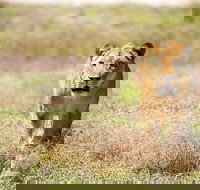 Lions at Bedtime and a day at Monarto Safari Park - Darwin Holiday