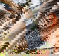 Adelaide Zoo Behind the Scenes Experience Koala Encounter - Darwin Holiday