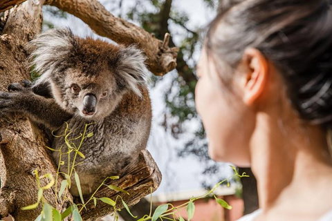 Adelaide Zoo Behind The Scenes Experience: Koala Encounter - Darwin Holiday 0