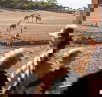 Monarto Safari Park General Admission Ticket - Darwin Holiday