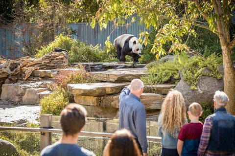 Adelaide Zoo Behind The Scenes Experience: Panda And Friends Tour - Darwin Holiday 0
